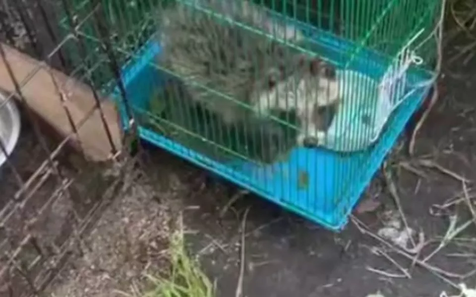 Вольеры строятся: на алтайской турбазе ответили на скандальное видео с животными