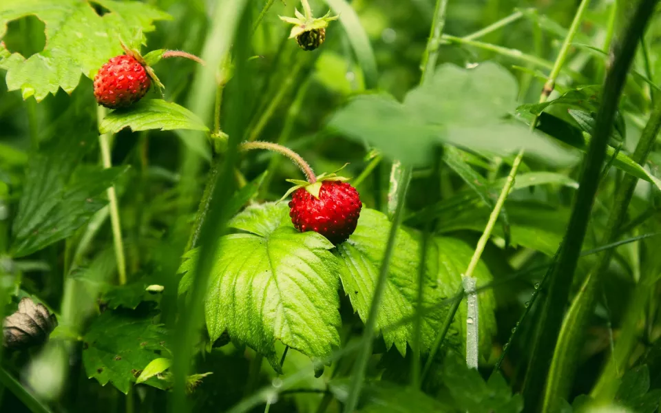 Барнаульцев зовут на ягодные поля собирать землянику. Цена