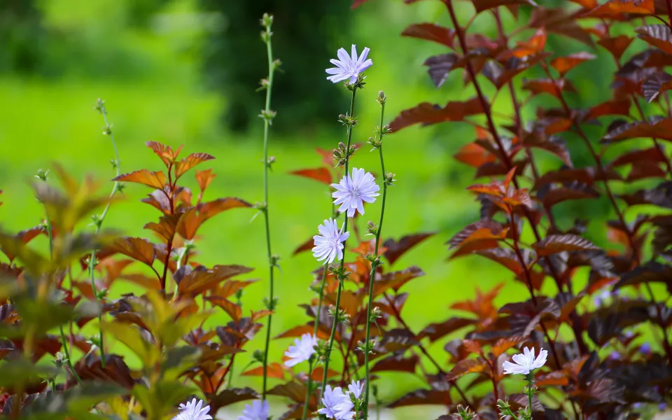 Пик жары наступит в последние июльские выходные в Алтайском крае