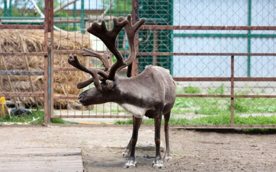 В барнаульском зоопарке объяснили, почему северный олень странно щелкает