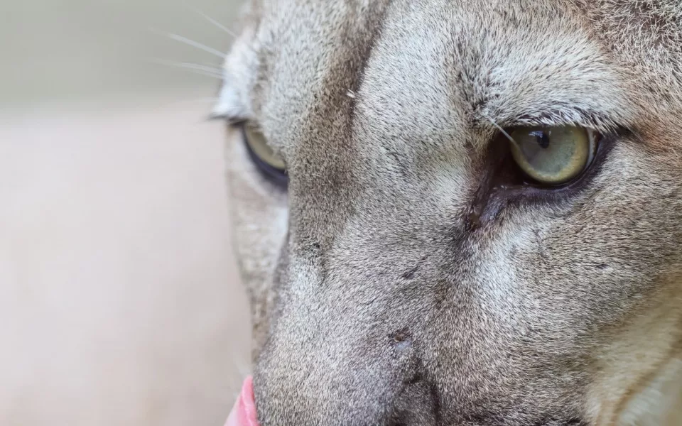 Дикая грация: пума Рони позирует для фотосессии в Барнаульском зоопарке