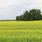 Алтайский агрохолдинг стоимостью более 10 млрд рублей отошел государству