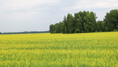 Алтайский агрохолдинг стоимостью более 10 млрд рублей отошел государству