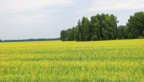 Алтайский агрохолдинг стоимостью более 10 млрд рублей отошел государству