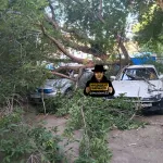 Большое дерево рухнуло на припаркованные автомобили в барнаульском дворе. Фото