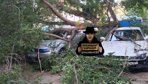 Большое дерево рухнуло на припаркованные автомобили в барнаульском дворе. Фото