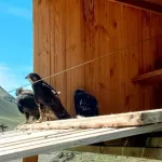 Как выращивают балобанят для выпуска в дикую природу Республики Алтай. Фото