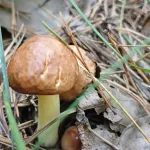 Лисички атакуют, белые проснулись: где в Алтайском крае сейчас находят грибы