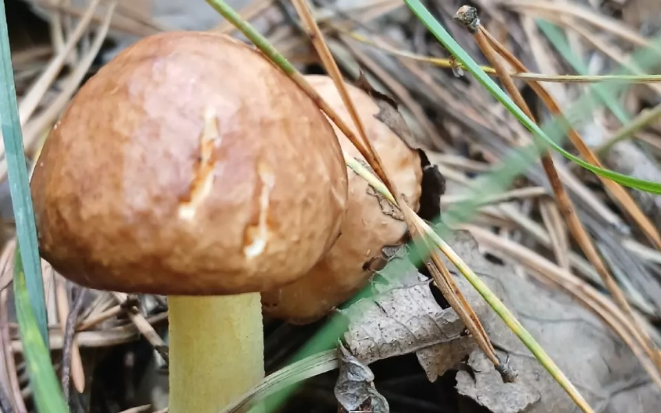 Лисички атакуют, белые проснулись: где в Алтайском крае сейчас находят грибы