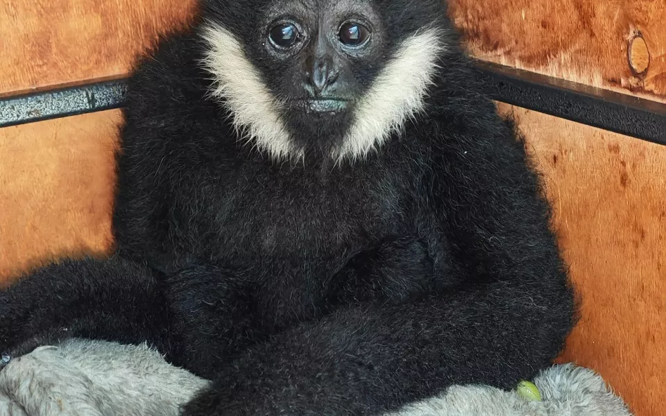 В барнаульский зоопарк приехала юная самка гиббона Бинти