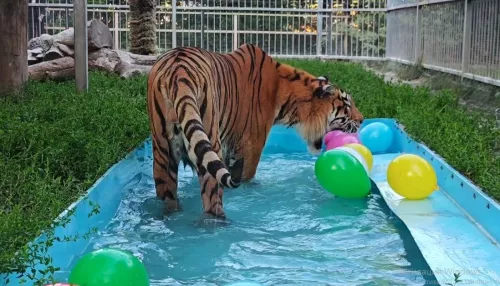 Тигр устроил пляжную вечеринку в барнаульском зоопарке: видео с водными играми