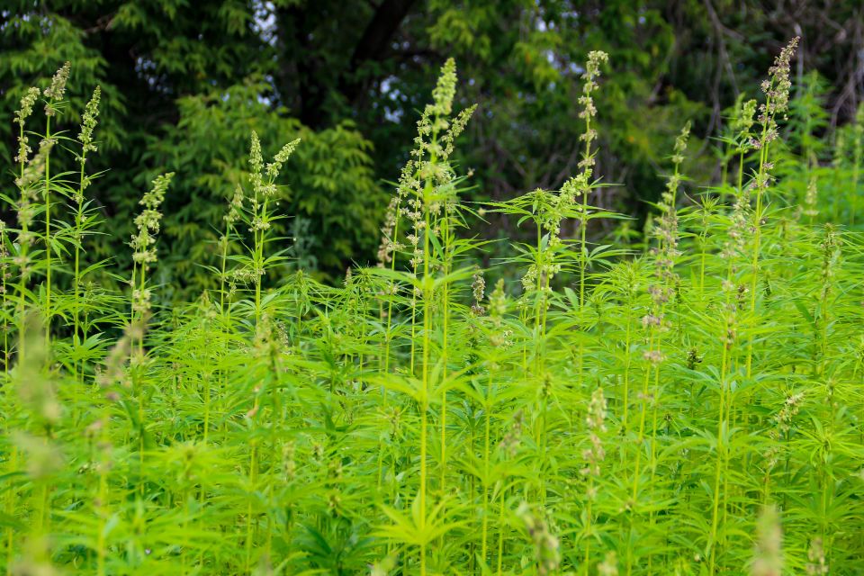 Техническая конопля в КХ "Березовая роща"