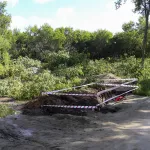 Два года озеленения: когда и на что заменят аварийные деревья в парке имени Ленина