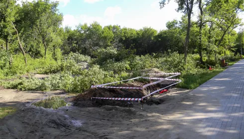 Два года озеленения: когда и на что заменят аварийные деревья в парке имени Ленина