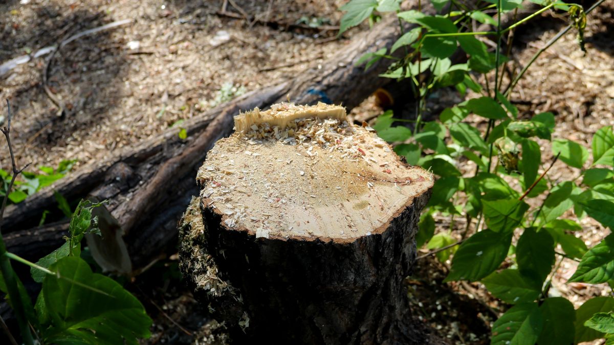 Снос аварийных деревьев 