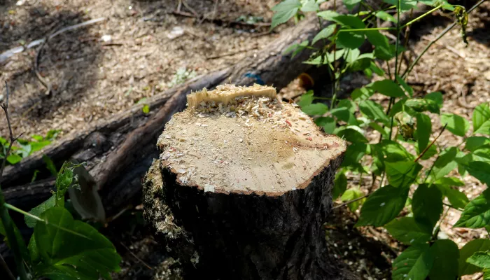 Подрядчика на снос сотни аварийных деревьев ищут в Барнауле