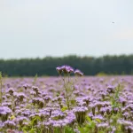 Стало известно, когда похолодает и жара уйдет из Барнаула
