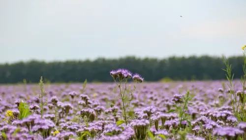 Стало известно, когда похолодает и жара уйдет из Барнаула