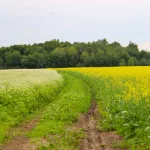 Теплее день ото дня: в Алтайском крае температура поднимется под +30 градусов