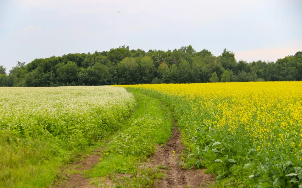 Теплее день ото дня: в Алтайском крае температура поднимется под 30 градусов