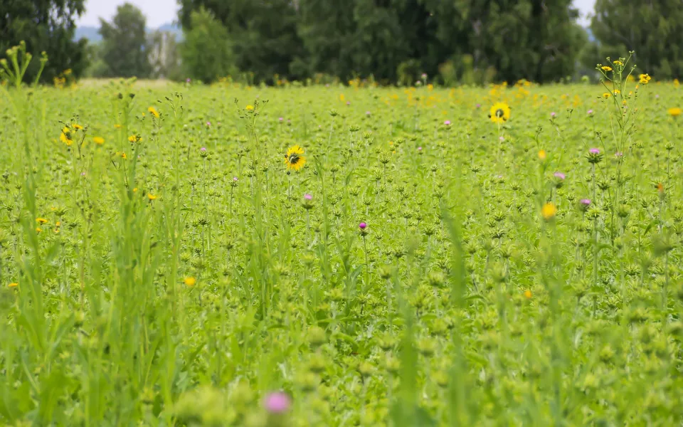 Алтайский край остается во власти прохлады, но скоро придет жара