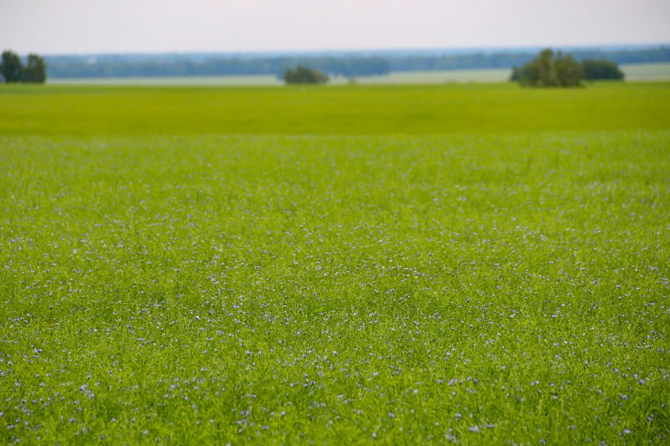 Цветущие сельскохозяйственные поля в Калманском районе
