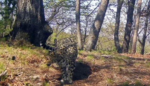 Подведены итоги конкурса по выбору имени дальневосточного леопарда