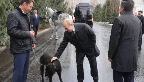 Президент Киргизии подарил Путину коня и щенка редкой породы