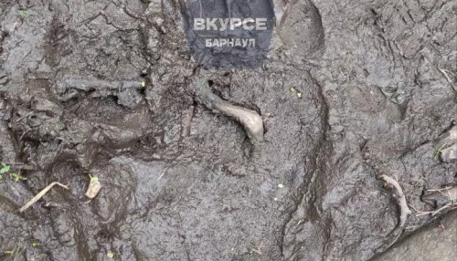 Медвежьи следы обнаружили на популярной у туристов тропе в Алтайском крае