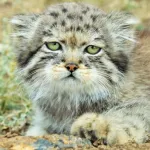 В Республике Алтай засняли котенка манула с янтарными глазами. Фото
