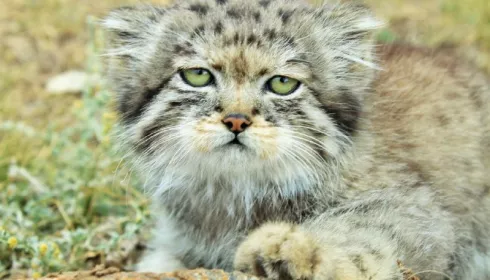 В Республике Алтай засняли котенка манула с янтарными глазами. Фото