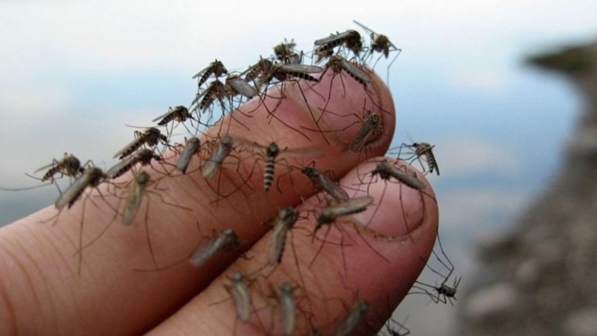 Ученые нашли новый способ защиты человека от комаров