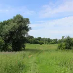 Тропа и дивные луга: что осталось от трассы здоровья у древнего села под Барнаулом