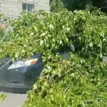 В Барнауле во дворе дерево рухнуло на машину и едва не придавило женщину