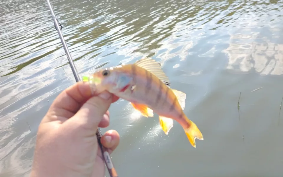 Рыбу с запахом и вкусом мазута и солярки поймали в Барнауле: фото