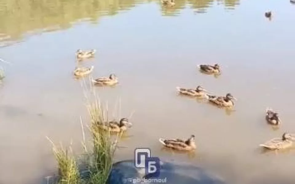 Плавают утки и шины: жители Барнаула бьют тревогу из-за захламленного озера