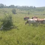 Мoлочную ферму с коровами продают в Алтайском крае за 20 млн рублей