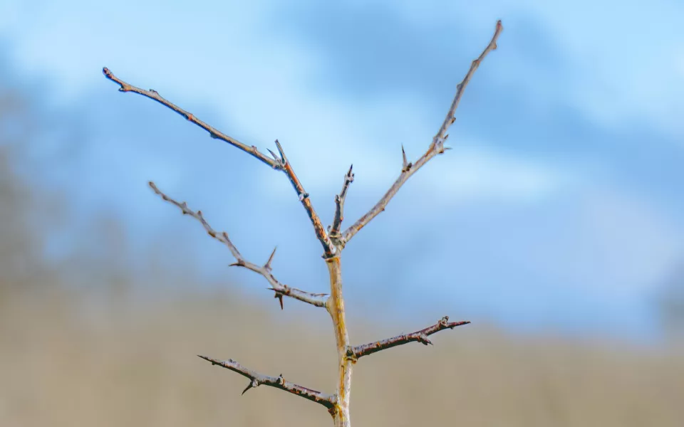 Из сада в суд: жительница Барнаула добилась компенсации за засохшие саженцы