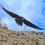Житель Бийска запечатлел черных грифов в Республике Алтай. Фото