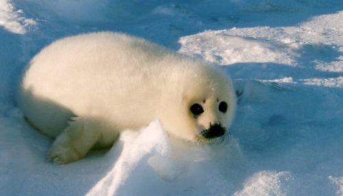 Жителей Латвии попросили не ездить на море из-за стресса тюленей
