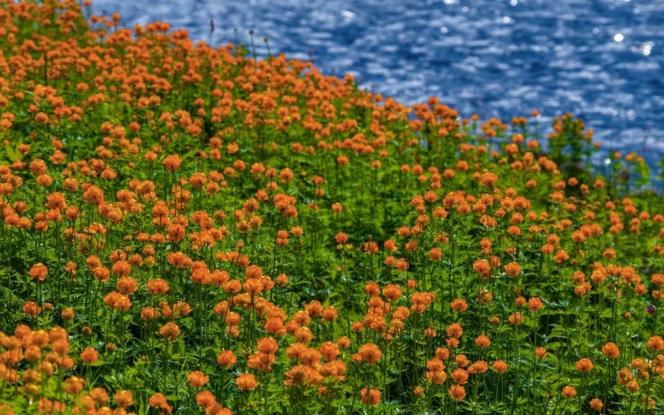 Алтайский заповедник показал отголоски весны на берегу Телецкого озера. Фото