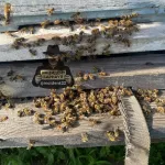 Пчелы массово погибли еще в одном районе Алтайского края