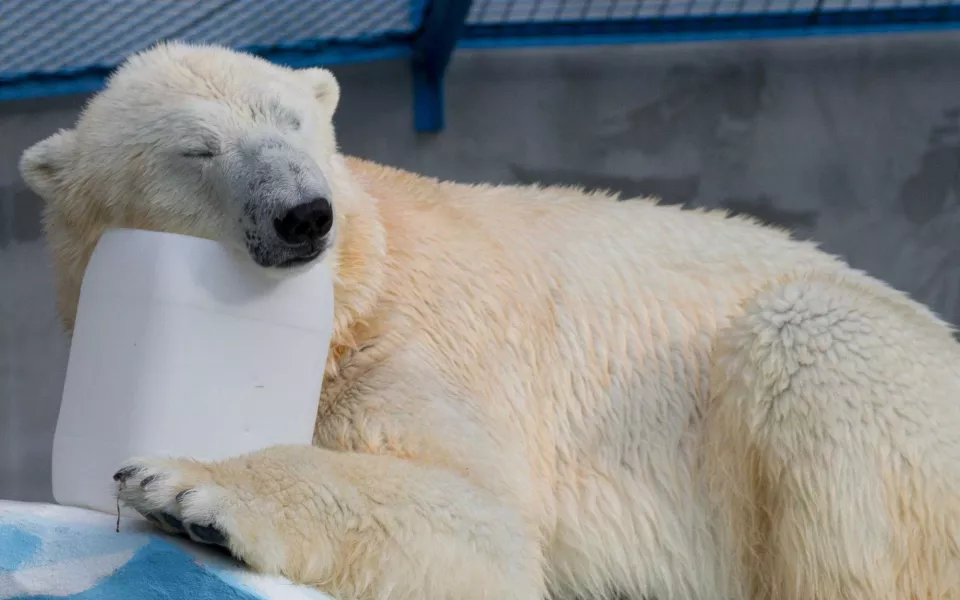 Директор барнаульского зоопарка отказал Японии в обмене белых медведей на капибар