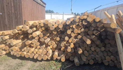 Контрабандисты пытались вывезти лес из Алтайского края