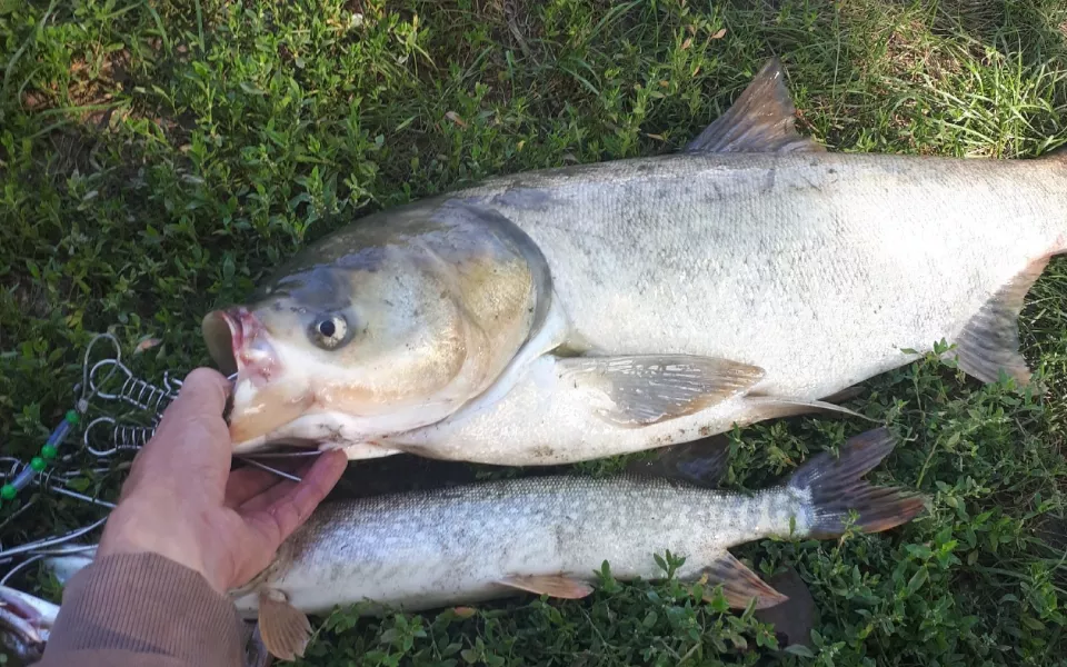 Упитанные сазаны, щуки по 7 кг: алтайские рыбаки делятся лучшими местами и приманками