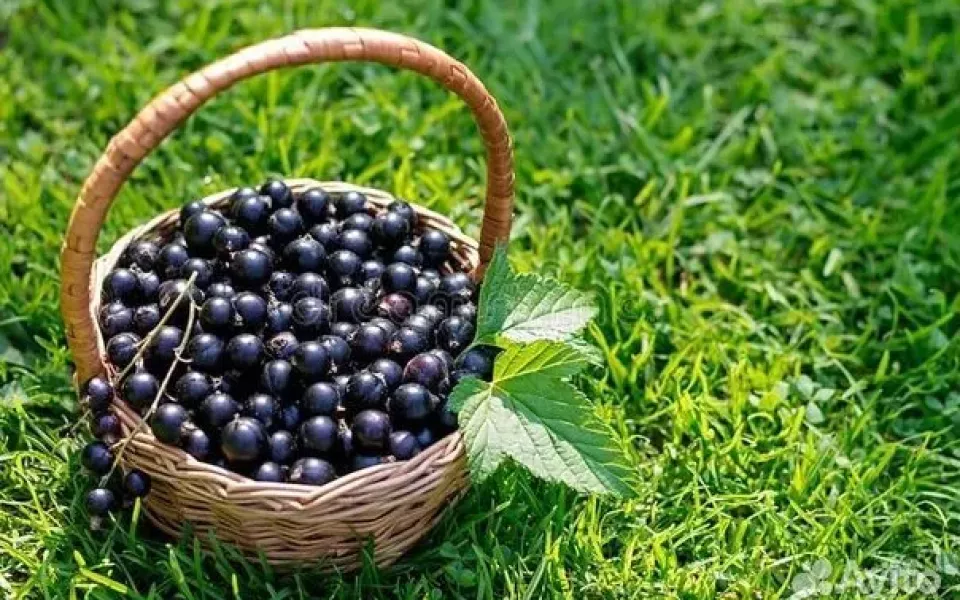 Садоводы Барнаула торгуют ягодами: по чем смородина, малина, вишня и черемуха