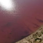 Розовая магия Алтайского края: как выглядит Малиновое озеро в пик лета. Фото