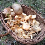 Куда ехать за грибами: самые урожайные районы Алтайского края – проверено грибниками