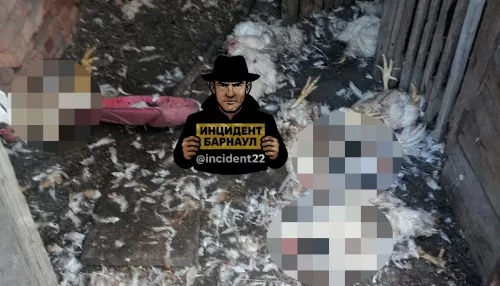 Животные разодрали домашнюю птицу в поселке под Барнаулом
