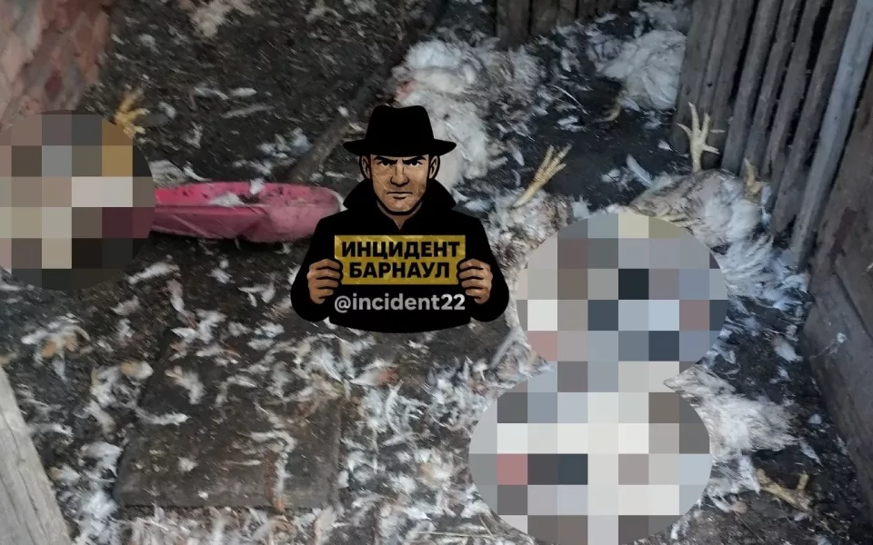 Животные разодрали домашнюю птицу в поселке под Барнаулом